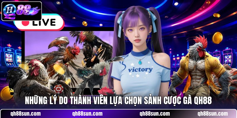 Những lý do thành viên lựa chọn sảnh cược gà QH88